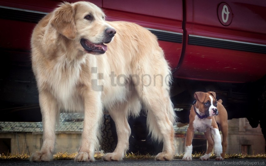 Car Dog Puppy Wallpaper PNG Images With Clear Background