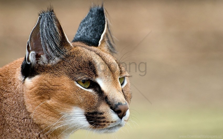 caracal ears face look predator wallpaper Isolated Object in Transparent PNG Format