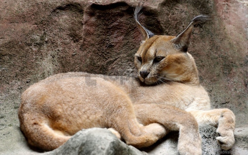 caracal lie lynx stones wallpaper Isolated Icon in HighQuality Transparent PNG