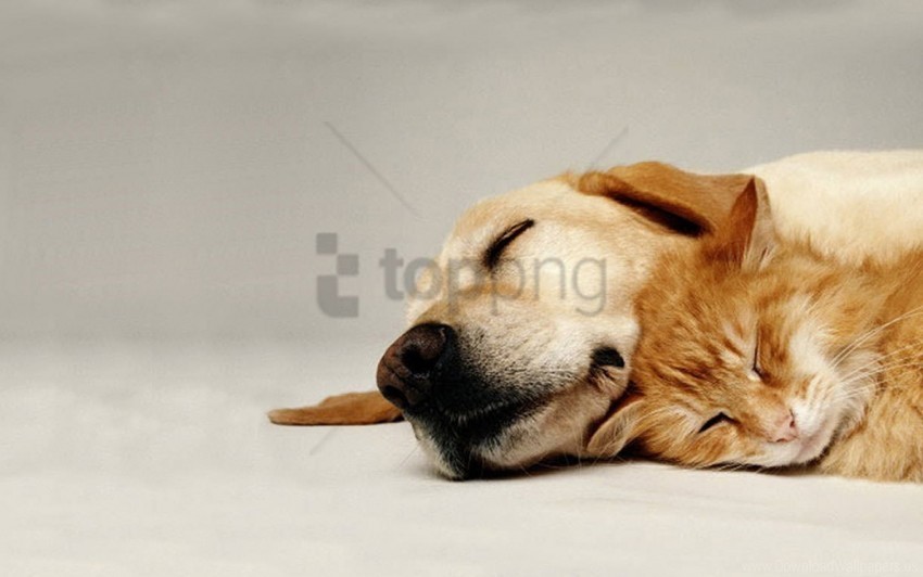 care cat couple dog friends wallpaper Isolated Icon in Transparent PNG Format