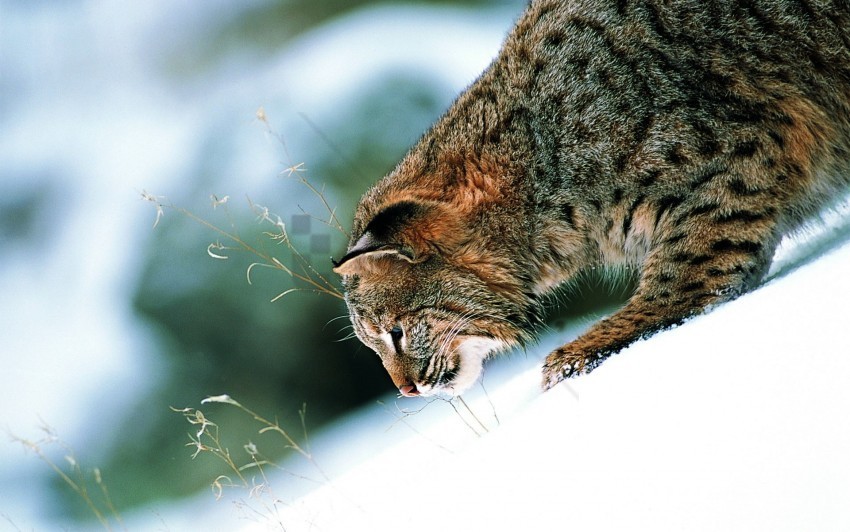 care cat wild look predator wallpaper Transparent PNG Isolation of Item