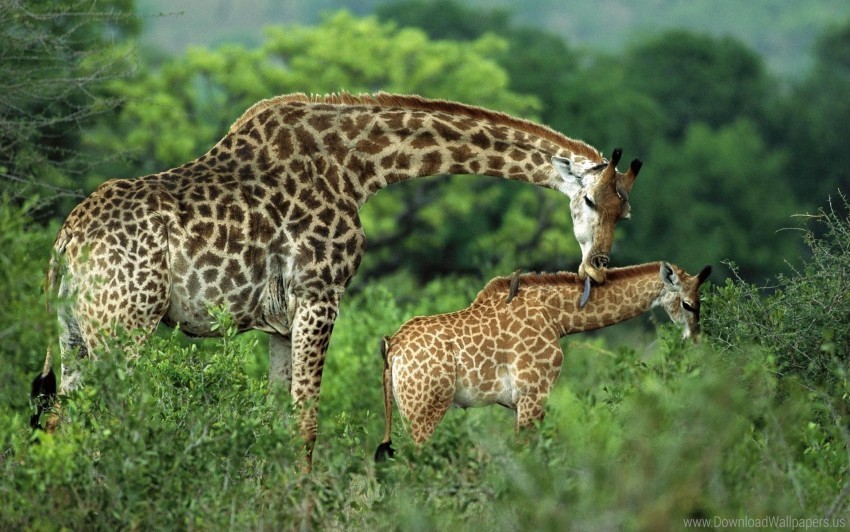 care couple cub giraffes grass walk wallpaper Transparent PNG Isolated Graphic Element