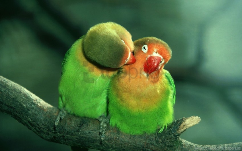 care couple parrots tenderness wallpaper PNG transparent designs