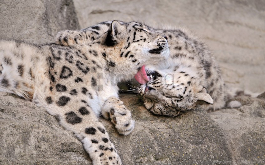 care couple snow leopard cub wallpaper PNG images free download transparent background
