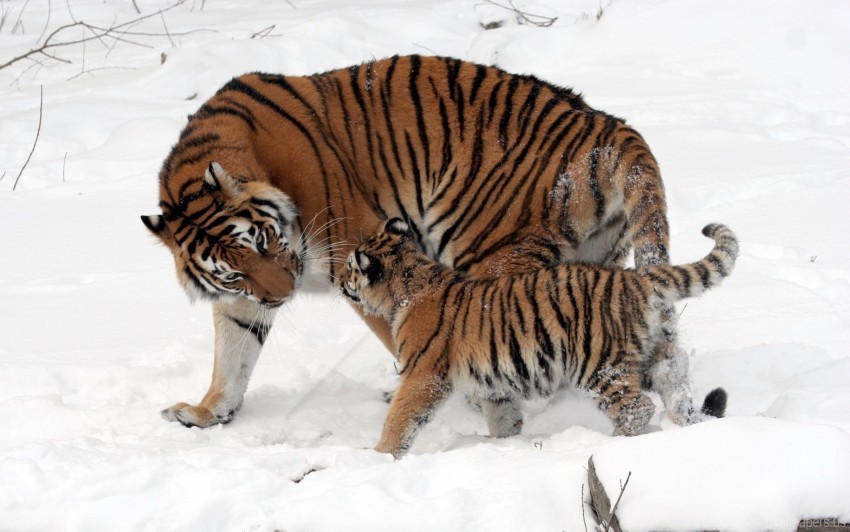 care cub snow tiger walk wallpaper PNG transparency images