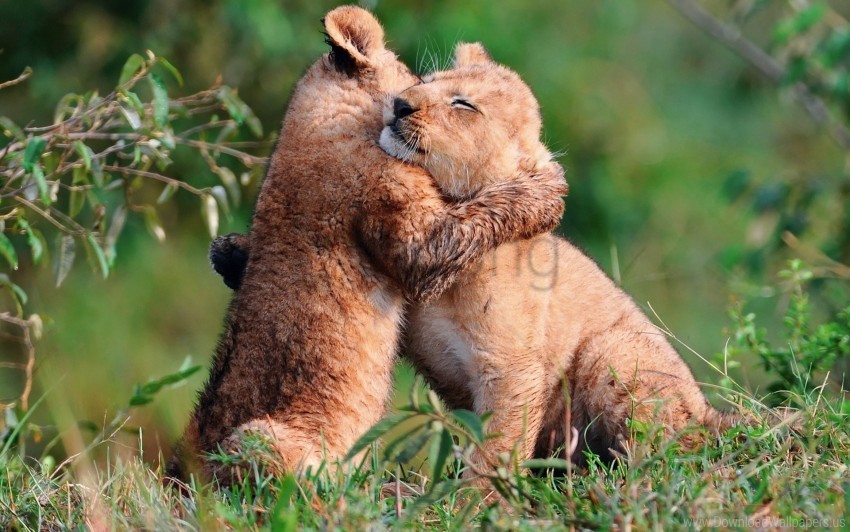 care cubs grass hugs young wallpaper Clear PNG file
