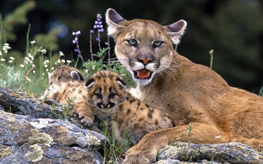 Care Cubs Puma Wallpaper High-resolution PNG Images With Transparent Background