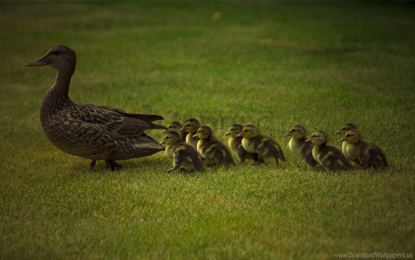 care duck ducks family grass walk young wallpaper Transparent PNG Isolated Subject Matter