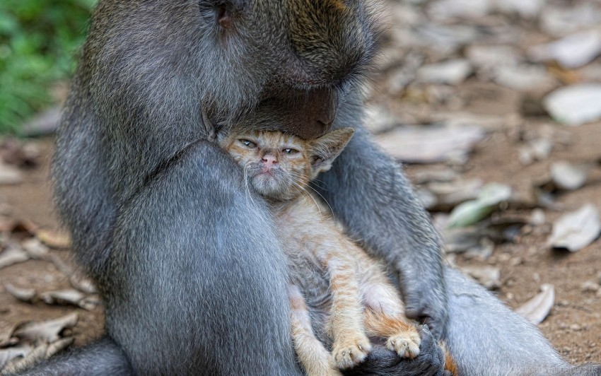 caring cat hugs monkey wallpaper High-quality PNG images with transparency