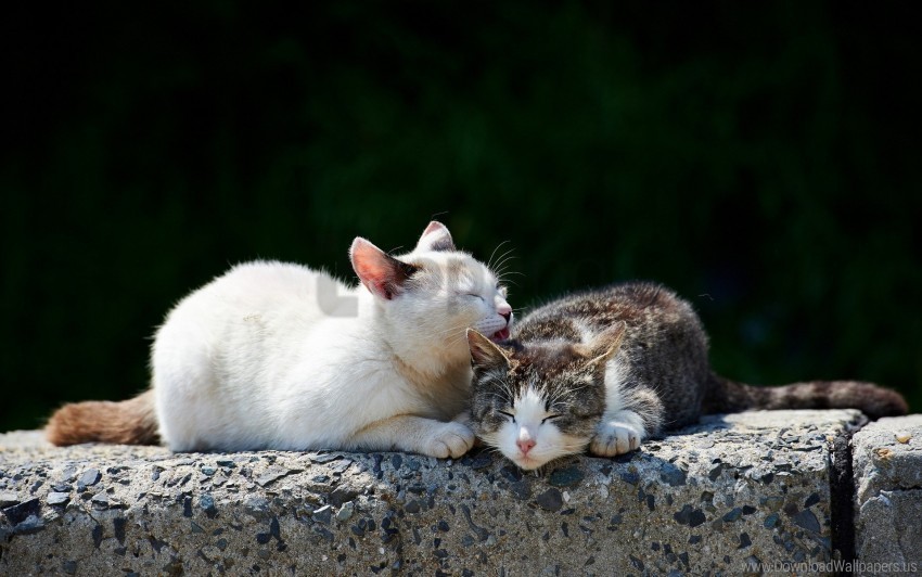 caring cats couple playful wallpaper Transparent PNG illustrations