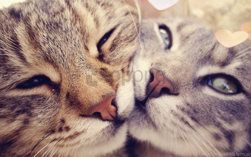 caring cats gentleness kindness muzzle wallpaper PNG graphics with clear alpha channel broad selection