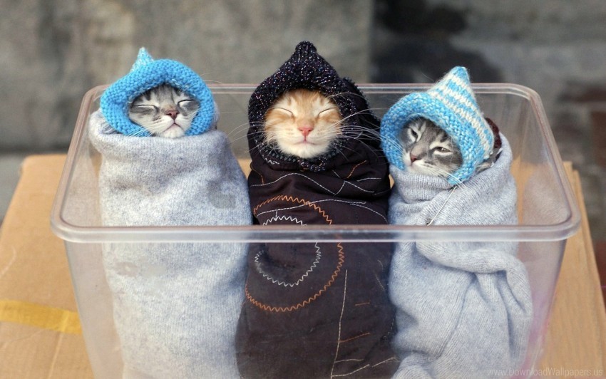 caring clothing kittens warm wallpaper PNG transparent elements complete package