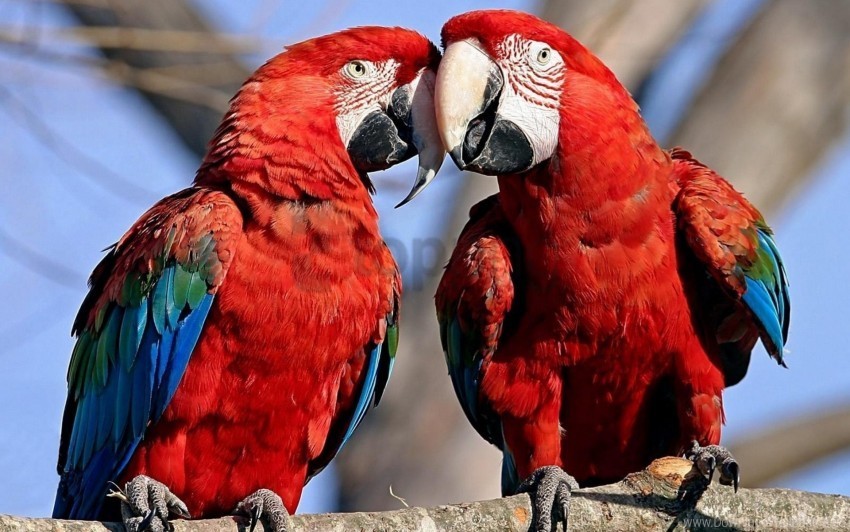 caring color couple feathers parrots tenderness wallpaper Isolated Design Element in Transparent PNG