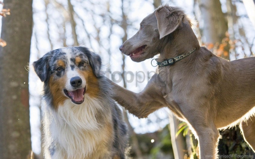 caring couple dog playful wallpaper PNG format with no background