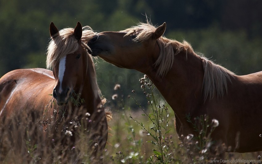 caring couple field grass horses shade tender wallpaper HighQuality Transparent PNG Element