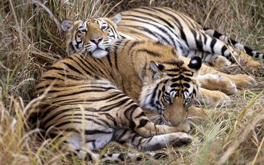 caring couple grass lying tigers wallpaper Transparent background PNG gallery