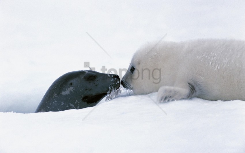 caring couple head seal snow tenderness wallpaper Transparent PNG images wide assortment