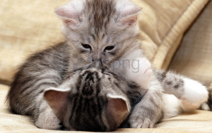 caring couple kiss kittens wallpaper ClearCut Background PNG Isolation