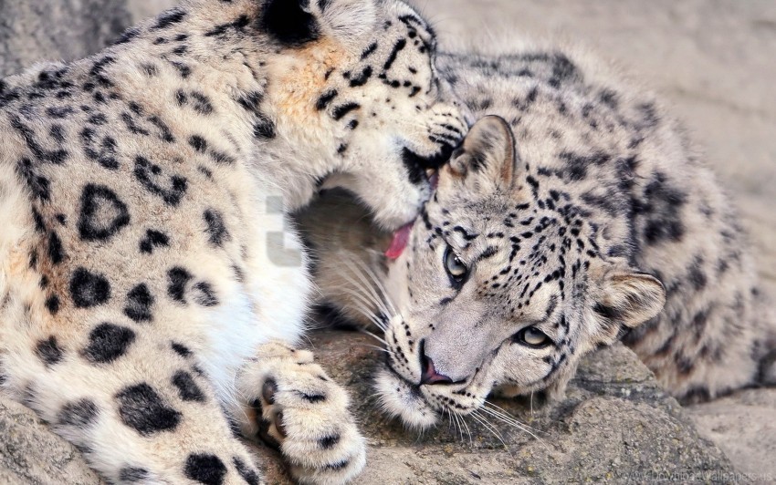 caring couple lick snow leopard wallpaper PNG images with no background assortment