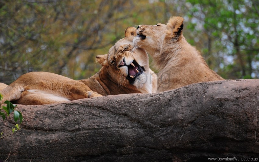 caring couple lion playing predator wallpaper Transparent PNG images bundle