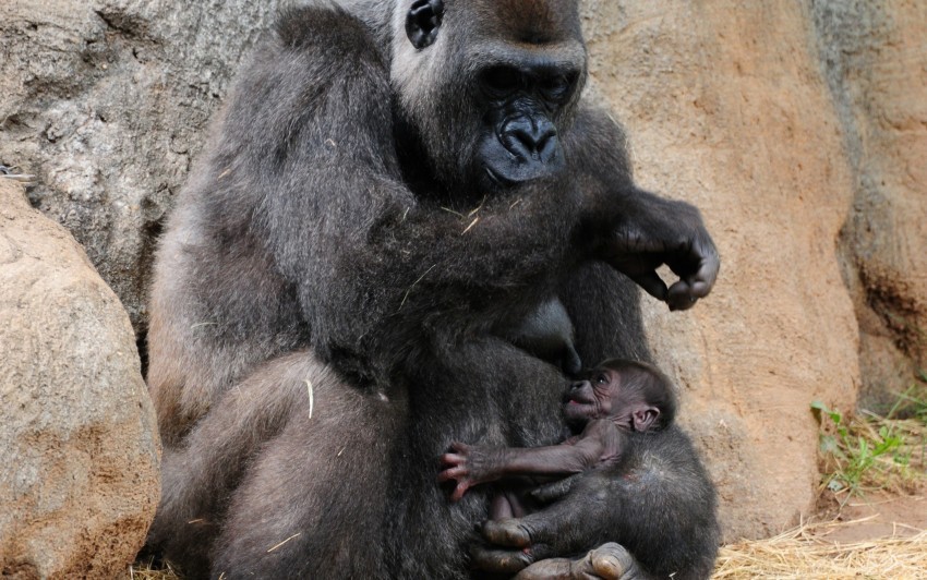 caring cub feeding gorilla wallpaper PNG without background