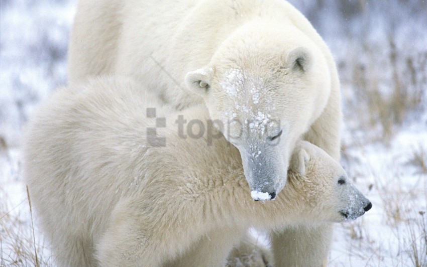 caring cub fur polar bear snow wallpaper Isolated Illustration in HighQuality Transparent PNG