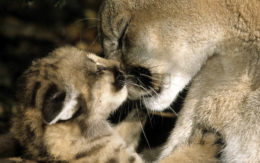 caring cub hug puma wallpaper Clean Background Isolated PNG Art