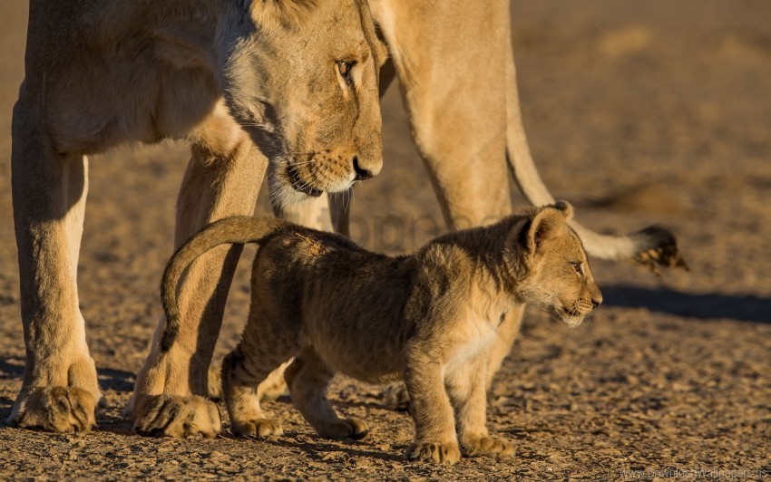 caring cub lion lioness wallpaper Transparent PNG vectors