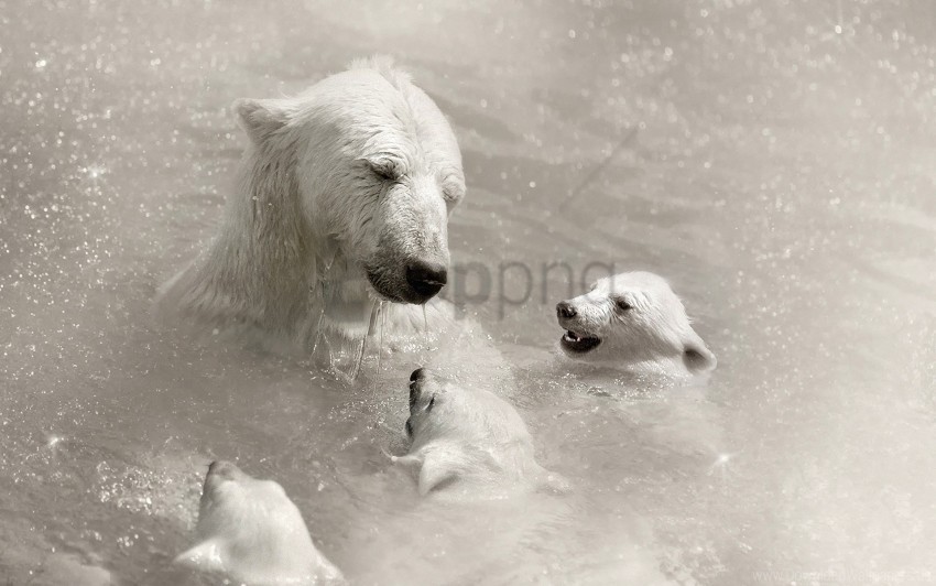 caring cubs polar bears swimming water wallpaper PNG Image with Isolated Graphic Element