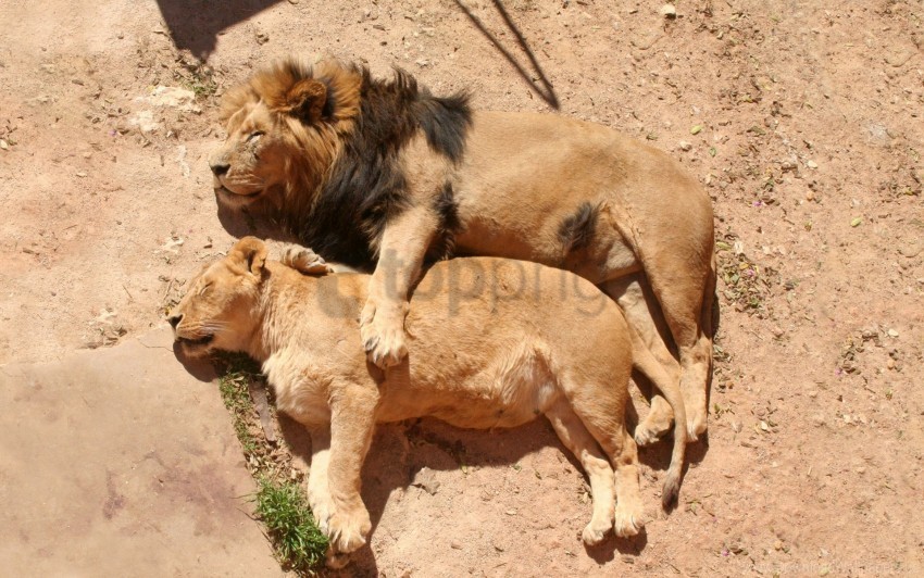 caring family hugging lion lioness lying rest sleep wallpaper PNG files with clear backdrop assortment