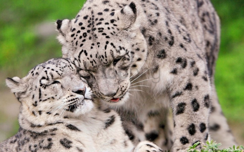 caring predators snow leopard steam tenderness wallpaper PNG images with alpha transparency diverse set