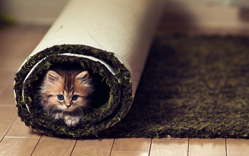 carpet cat fluffy look twisted wallpaper Transparent PNG image free