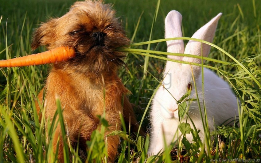 carrots dog grass green rabbit white wallpaper Isolated Subject in Transparent PNG Format
