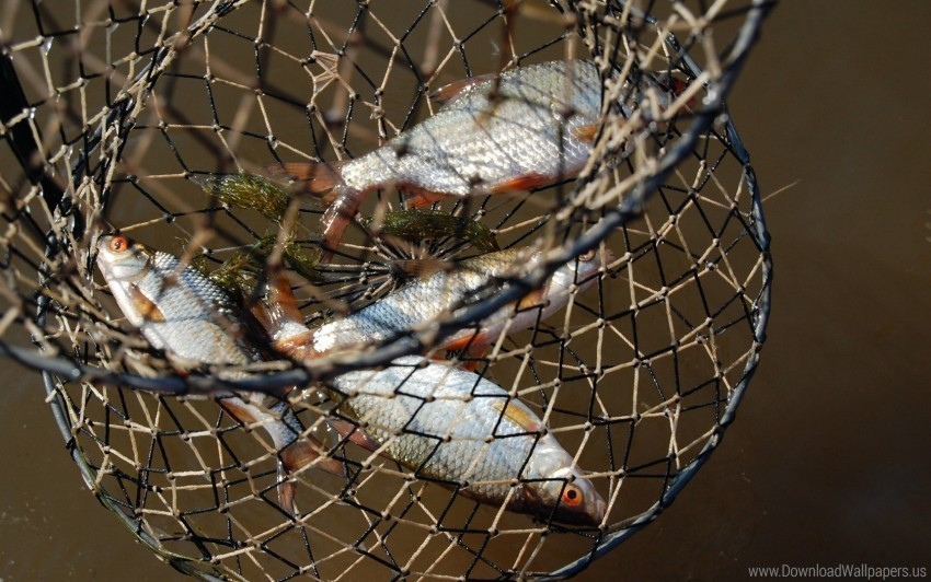 cart catch fish fishing grid macro wallpaper PNG Image Isolated on Transparent Backdrop