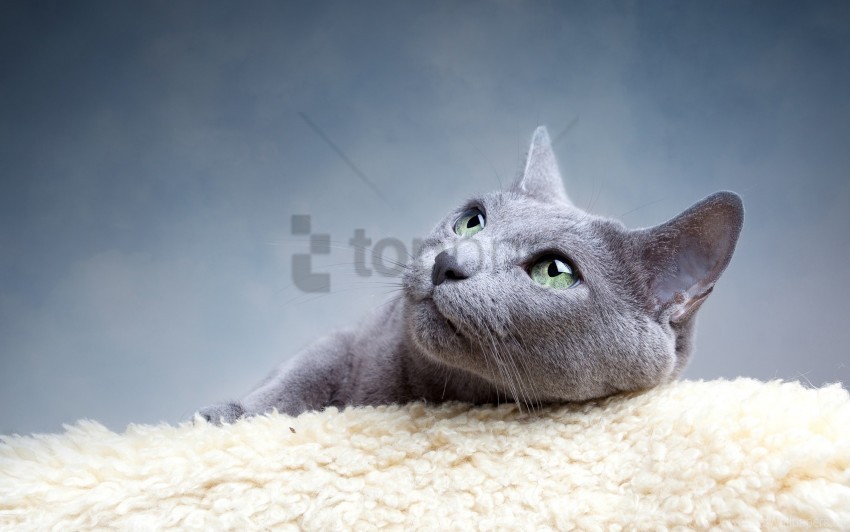 cat cat breed gray russian wallpaper Isolated Item with Transparent PNG Background