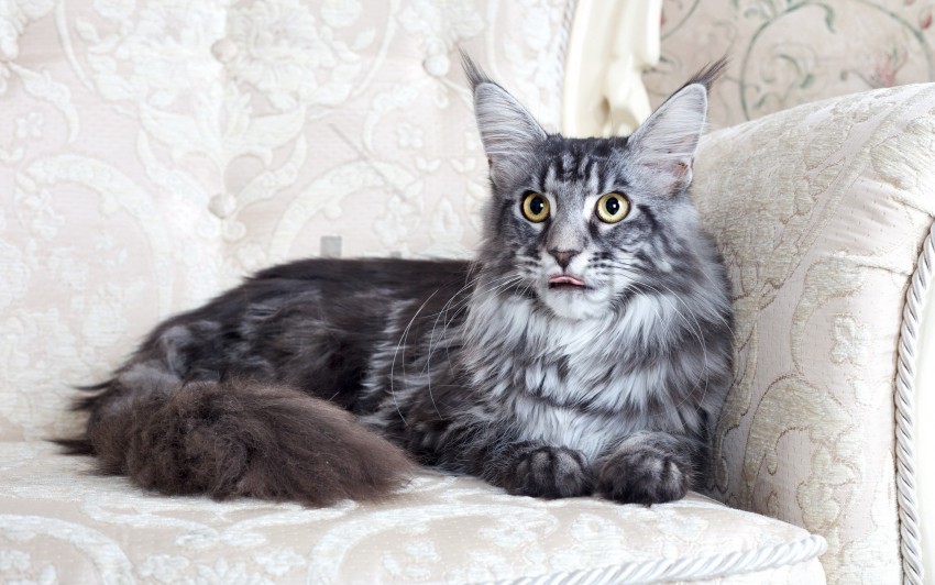 cat chair fluffy lie maine coon wallpaper PNG Image with Clear Background Isolated
