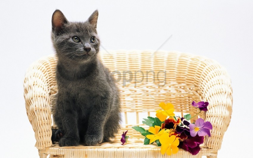 cat chair pansy wallpaper HighResolution PNG Isolated Illustration