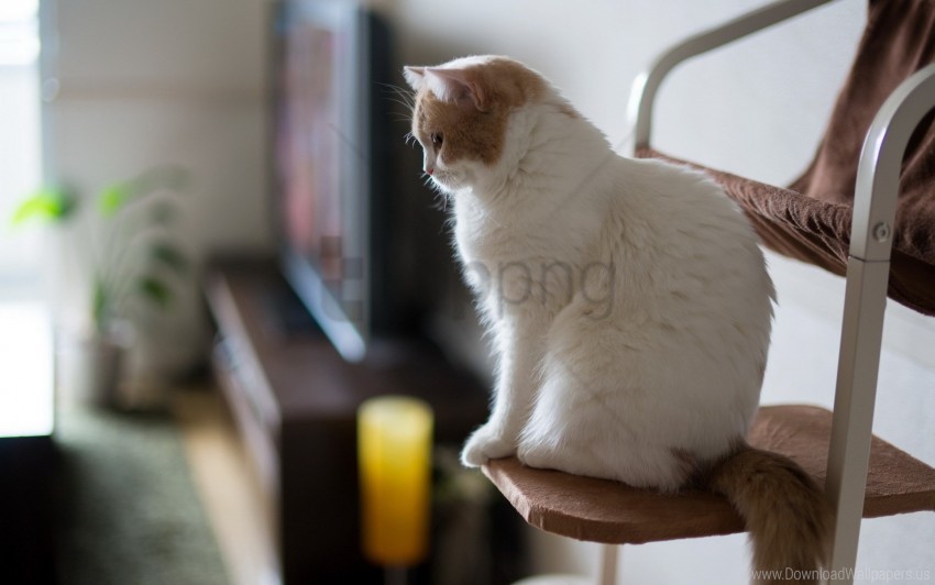 cat chair pro wallpaper PNG images with high transparency