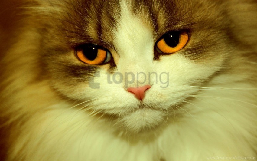 cat charming eyes face furry wallpaper PNG transparent designs for projects
