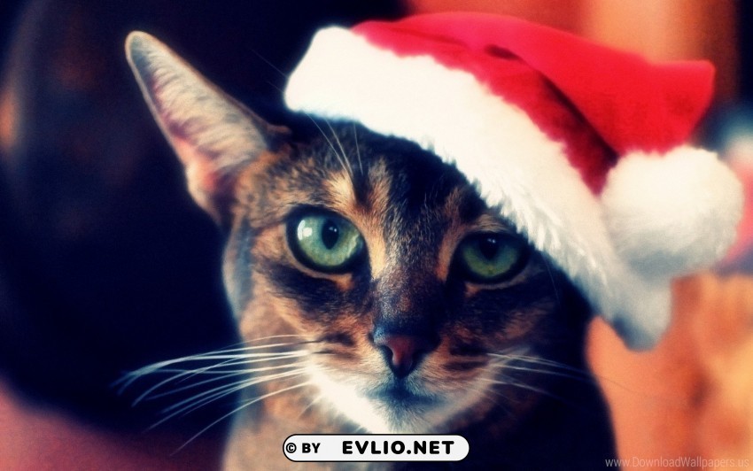 cat christmas face hat red tabby wallpaper Transparent PNG Graphic with Isolated Object