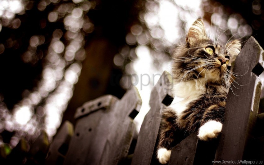 Cat Climb Fence Glare Wallpaper Isolated PNG Graphic With Transparency