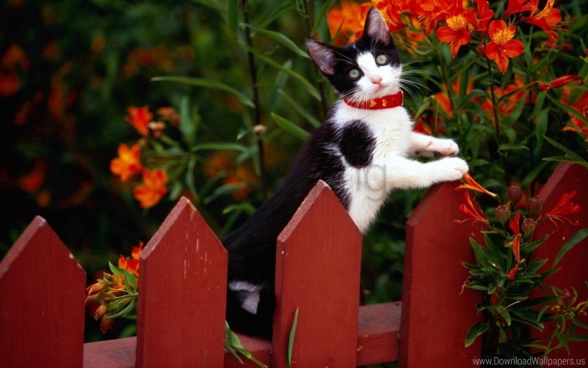 cat climbing collar fence flowers wallpaper Free PNG images with alpha transparency comprehensive compilation