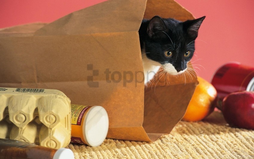 cat climbing curiosity food package wallpaper PNG transparent graphics bundle