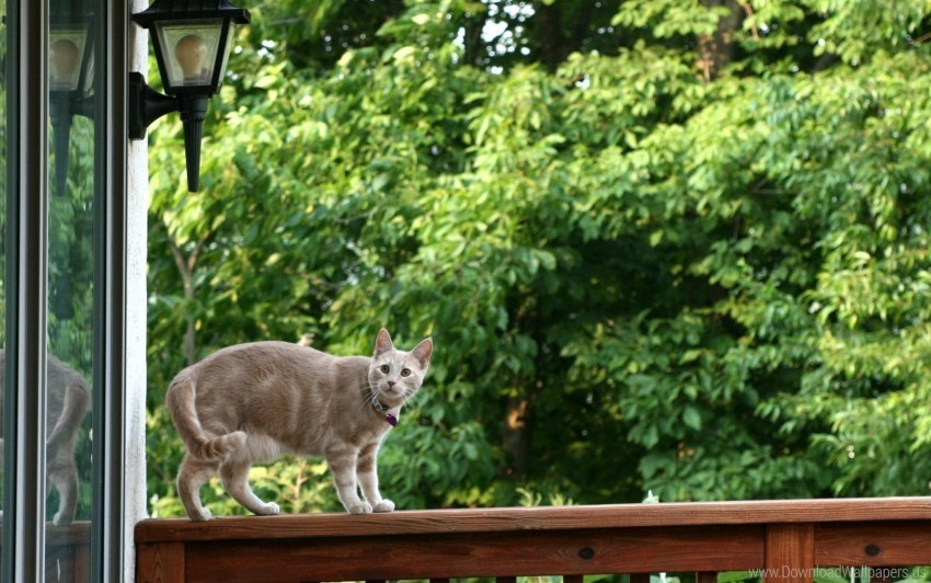 cat climbing house rails wallpaper Free download PNG images with alpha channel