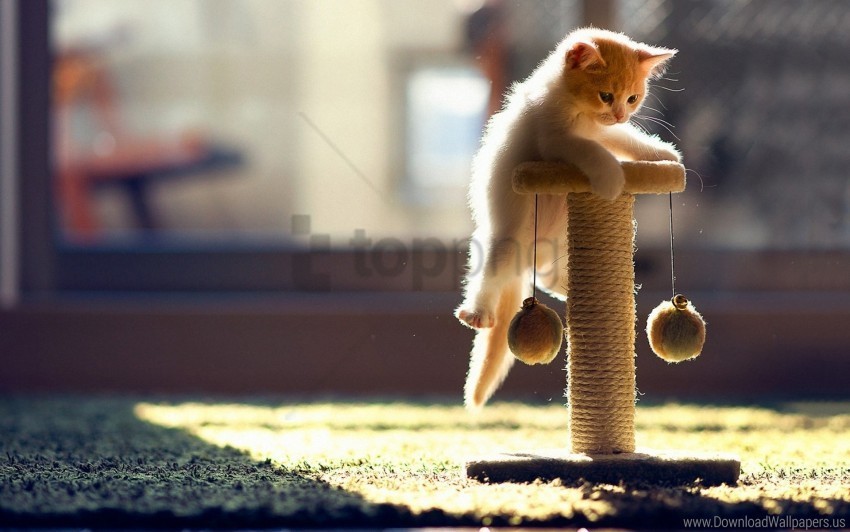 cat climbing kitten playful wallpaper HighResolution Transparent PNG Isolated Graphic