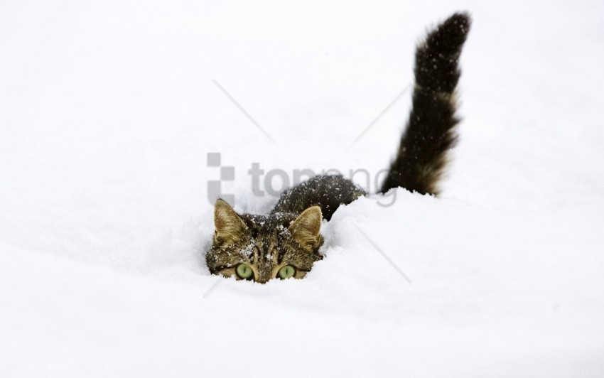 cat climbing playful snow tail wallpaper PNG Image Isolated with HighQuality Clarity
