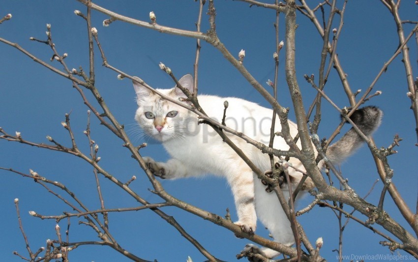 cat climbing sky tree wallpaper Isolated Element with Clear Background PNG