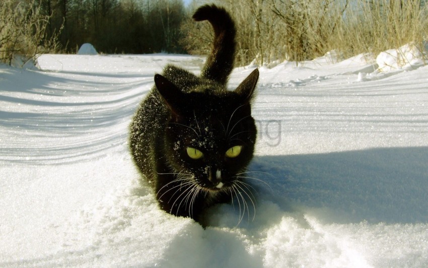cat climbing snow trails winter wallpaper PNG images with no background needed