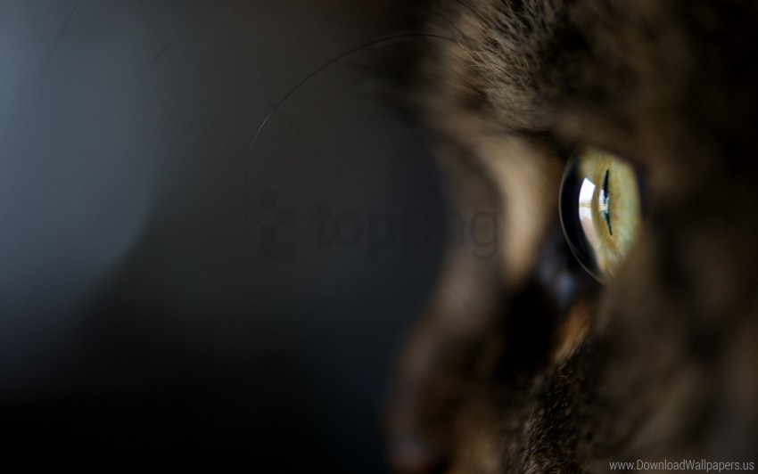 cat close-up dark background eyes hair wallpaper HighQuality Transparent PNG Isolation