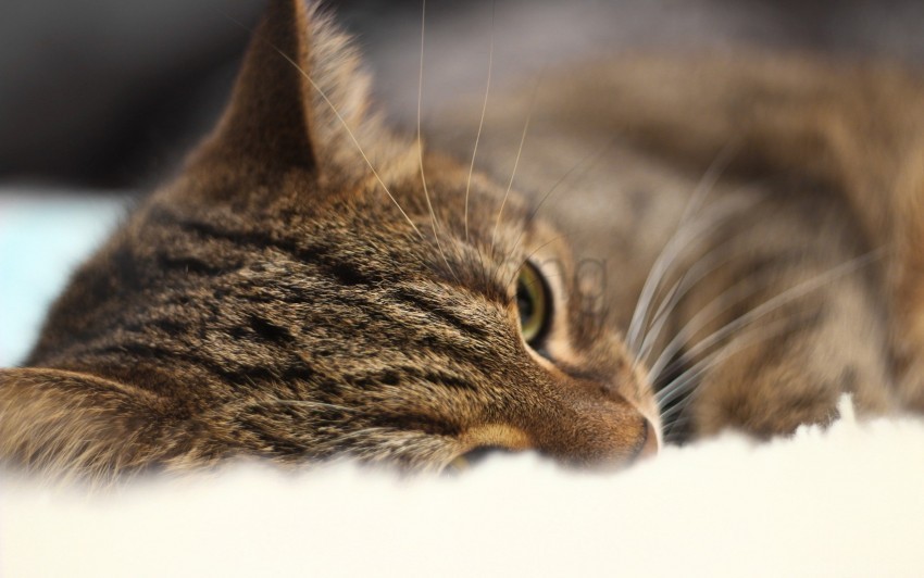 cat close-up dream eyes muzzle wallpaper Free PNG images with alpha transparency